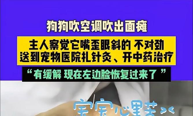 狗狗吹空调会不会感冒（科学解析狗狗吹空调是否易感冒）  第3张